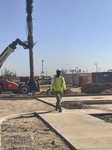 tree-installation