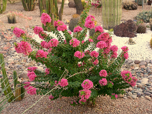 shrub - torch glow bougainvilla