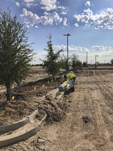 tree-planting